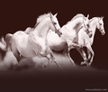 фотообоои Белые лошади на шоколадном фоне