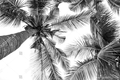 черно-белые листья п альмы