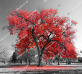 дерево черно-белые  с красным