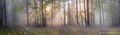 Туманного утро в лесу