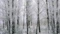 Лес на фотобоях зимой