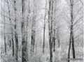Деревья на фотообоях, зимний лес