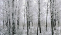 зимний лес на фотобоях