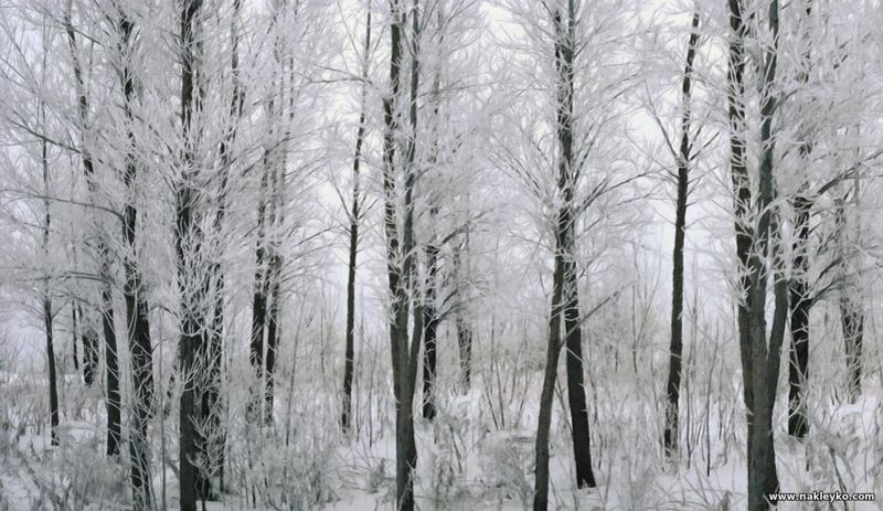 зимний лес на фотобоях