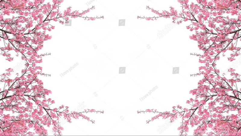 цветущая сакура на фотообоях